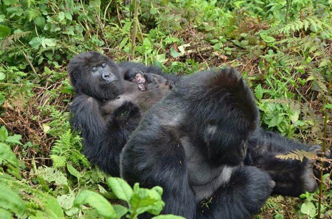 mother gorrilla playing with her baby forest in uganda