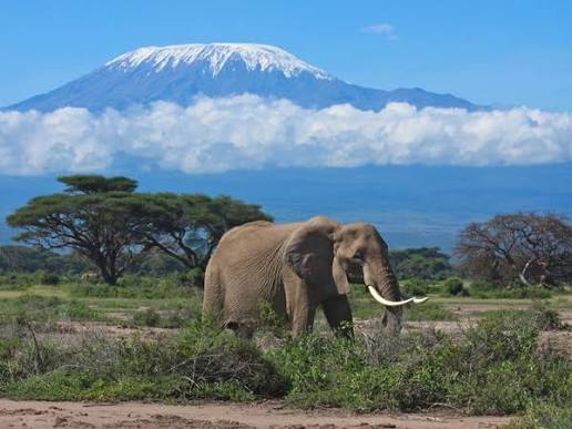 mother gorrilla playing with her baby forest in uganda