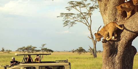 mother gorrilla playing with her baby forest in uganda