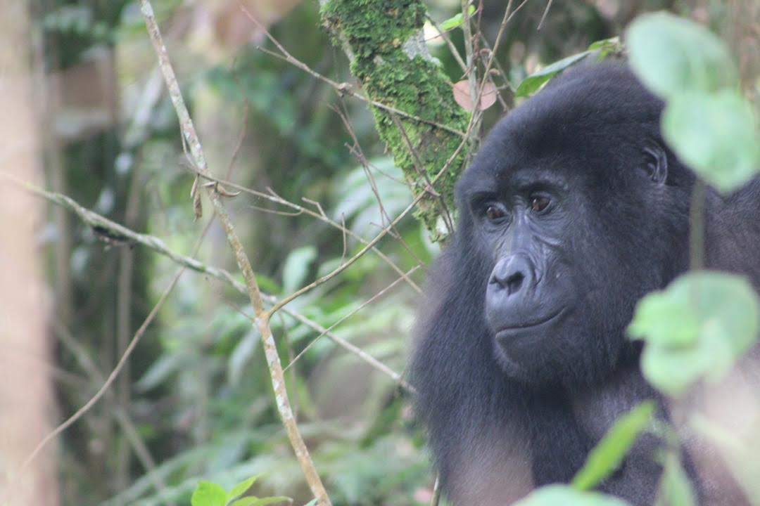 mother gorrilla playing with her baby forest in uganda