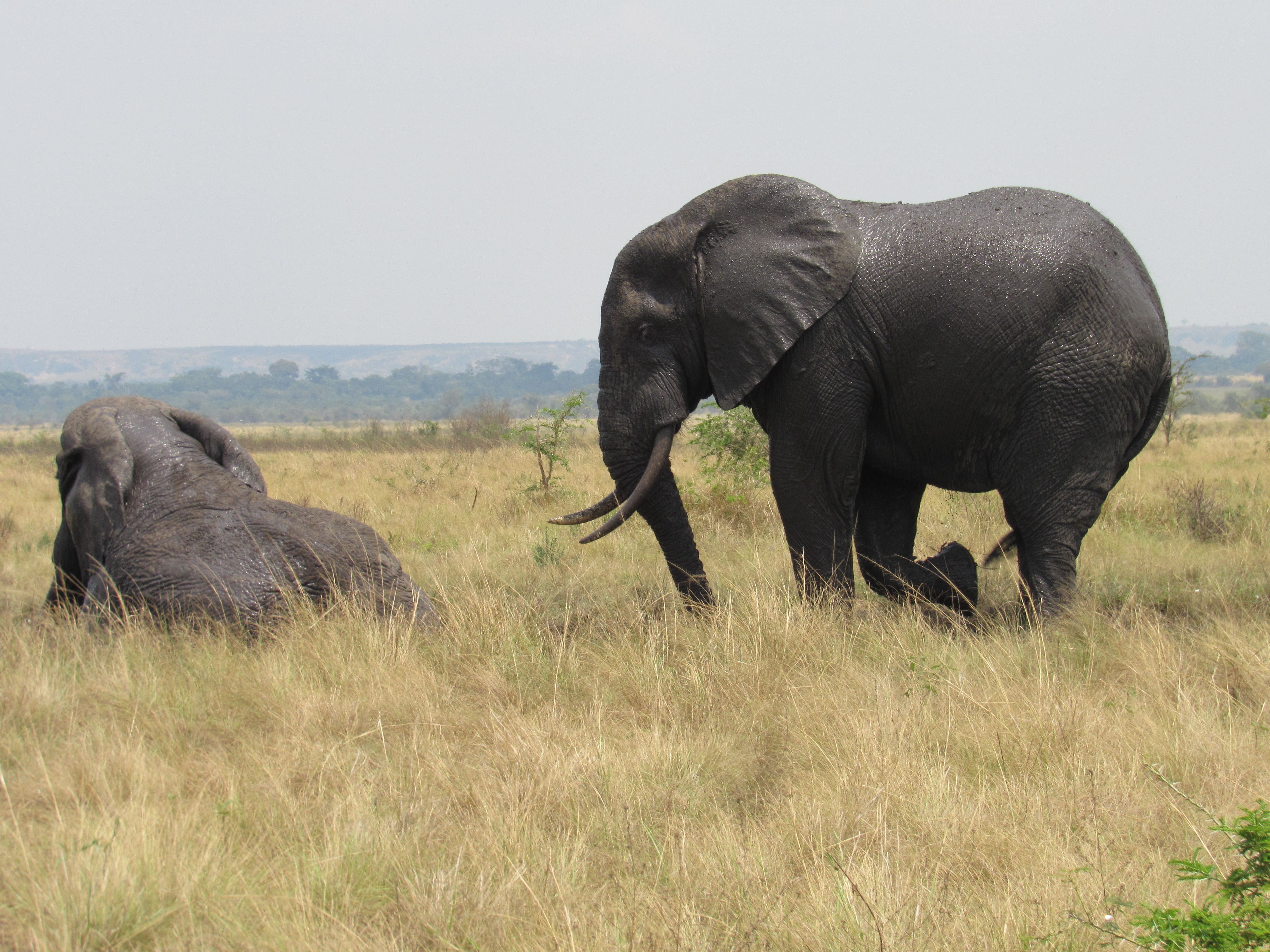 mother gorrilla playing with her baby forest in uganda