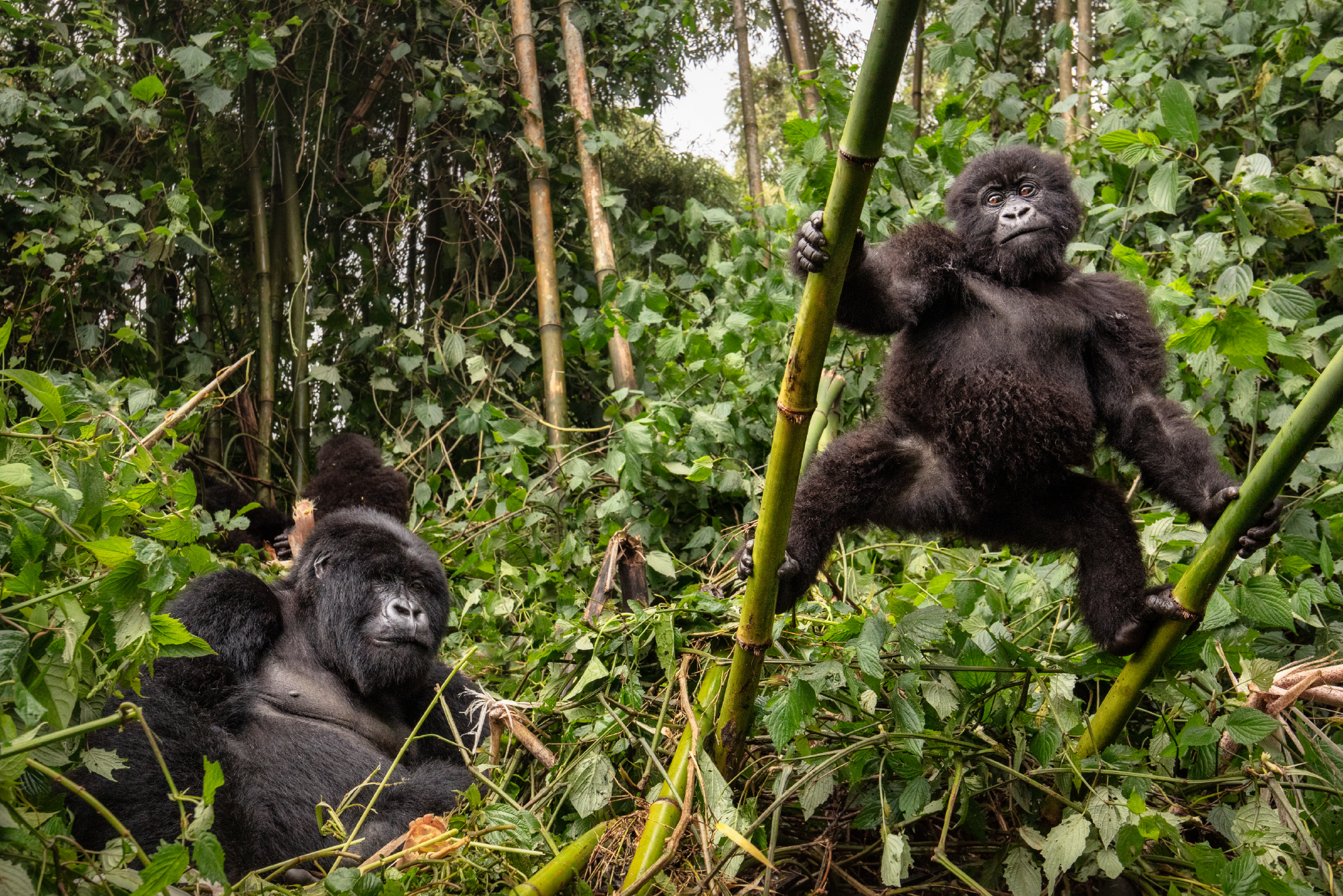 mother gorrilla playing with her baby forest in uganda