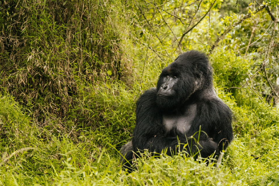 mother gorrilla playing with her baby forest in uganda