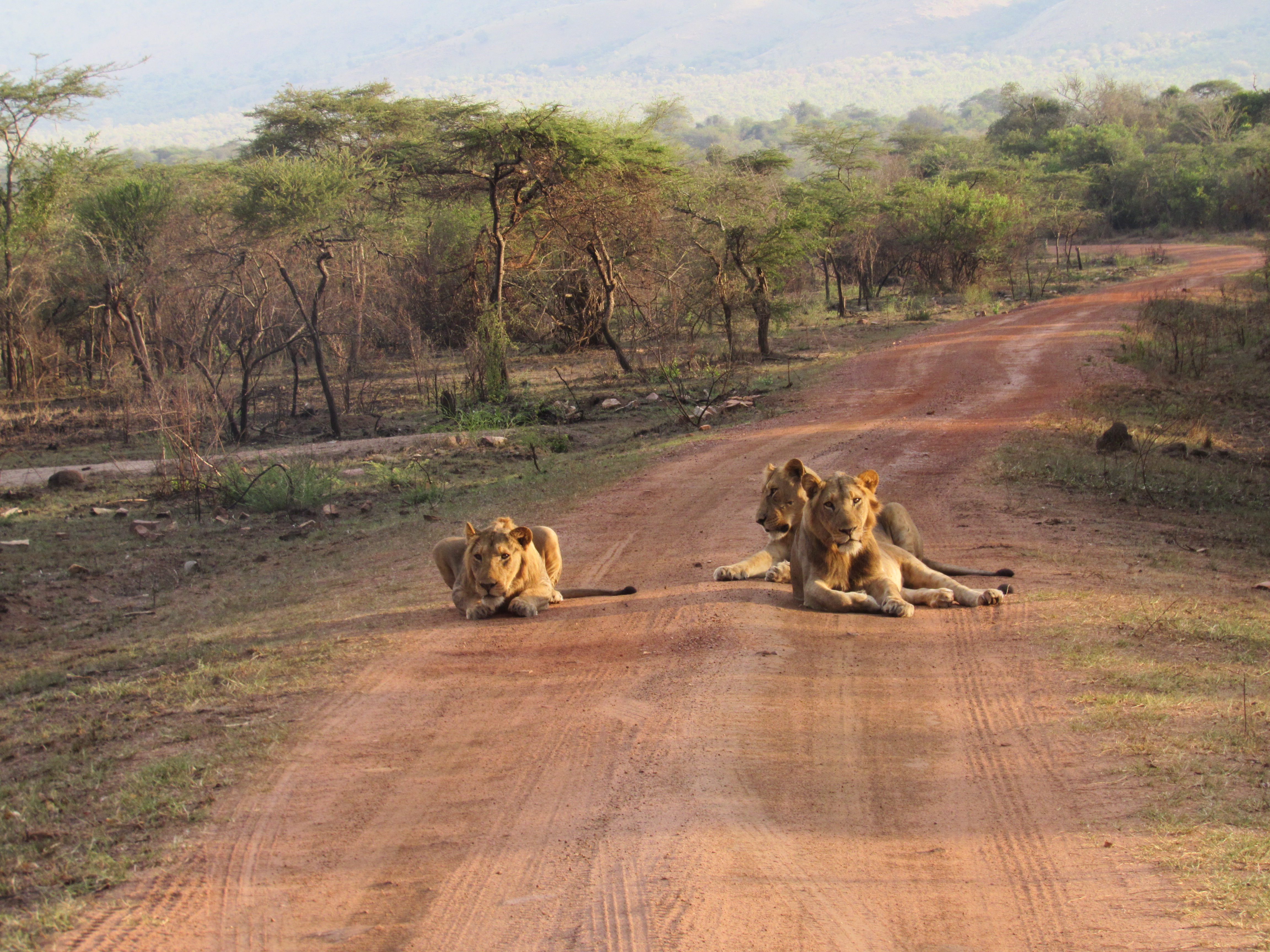 mother gorrilla playing with her baby forest in uganda