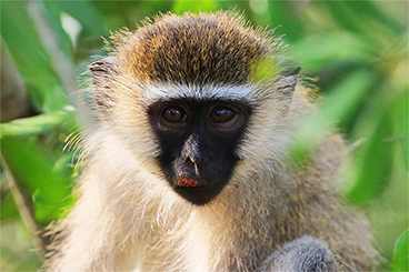 Colobus monkey in rwanda